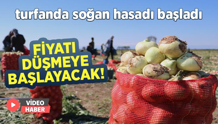 Turfanda Soğan Hasadı Başladı: Fiyatı Düşmeye Başlayacak