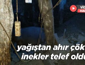 Yağıştan Ahır Çöktü Inekler Telef Oldu