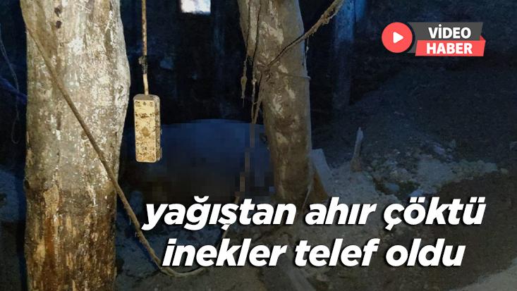 Yağıştan Ahır Çöktü Inekler Telef Oldu