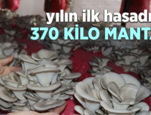 Yılın Ilk Hasadında 370 Kilo Mantar Toplandı