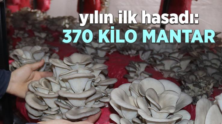 Yılın Ilk Hasadında 370 Kilo Mantar Toplandı