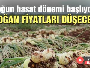 Yoğun Hasat Dönemi Başlıyor, Soğan Fiyatları Düşecek