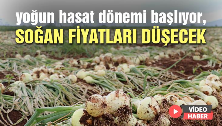 Yoğun Hasat Dönemi Başlıyor, Soğan Fiyatları Düşecek