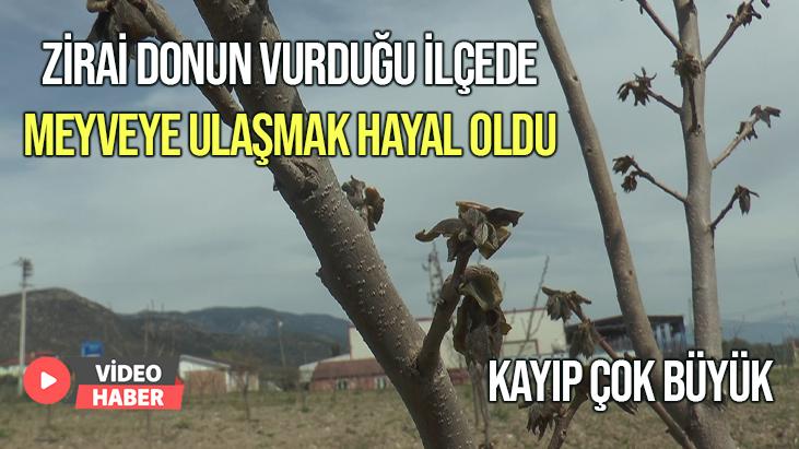 Zirai Donun Vurduğu Ilçede Meyveye Ulaşmak Hayal Oldu