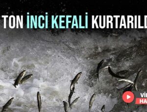 2 Ton Inci Kefali Kurtarıldı