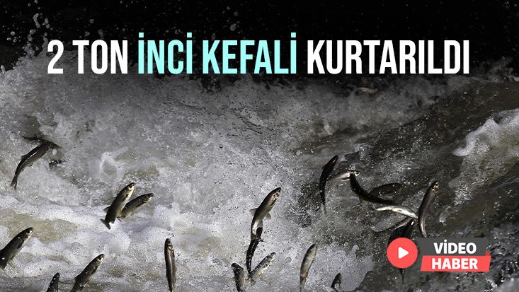 2 Ton Inci Kefali Kurtarıldı