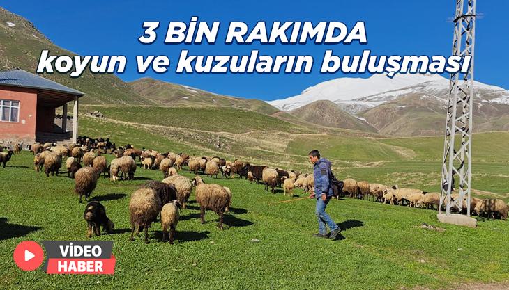 3 Bin Rakımda Koyun Ve Kuzuların Buluşması