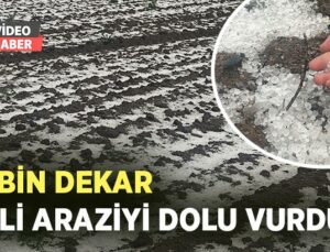 30 Bin Dekar Ekili Arazi Doludan Zarar Gördü