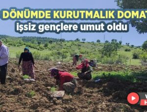 400 Dönümde Kurutmalık Domates Işsiz Gençlere Umut Oldu