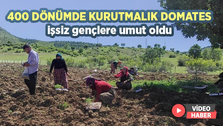 400 Dönümde Kurutmalık Domates Işsiz Gençlere Umut Oldu