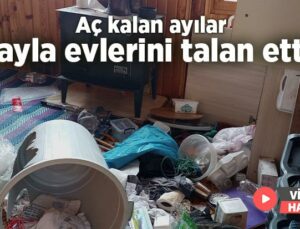 Aç Kalan Ayılar Yayla Evlerini Talan Etti!