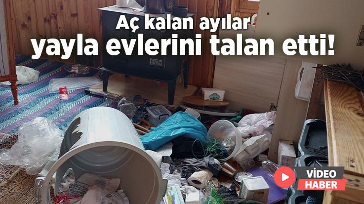 Aç Kalan Ayılar Yayla Evlerini Talan Etti!