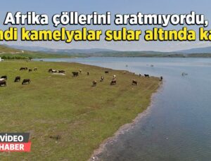 Afrika Çöllerini Aratmıyordu, Şimdiyse Kamelyalar Sular Altında Kaldı
