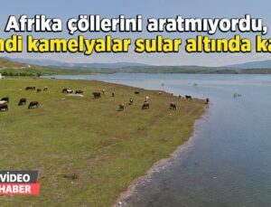 Afrika Çöllerini Aratmıyordu, Şimdiyse Kamelyalar Sular Altında Kaldı