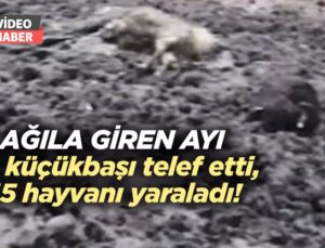 Ağıla Giren Ayı 20 Küçükbaşı Telef Etti, 45 Hayvanı Yaraladı