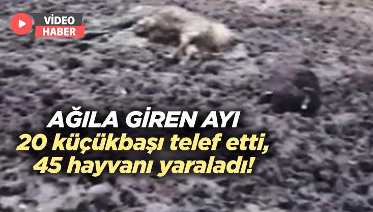 Ağıla Giren Ayı 20 Küçükbaşı Telef Etti, 45 Hayvanı Yaraladı