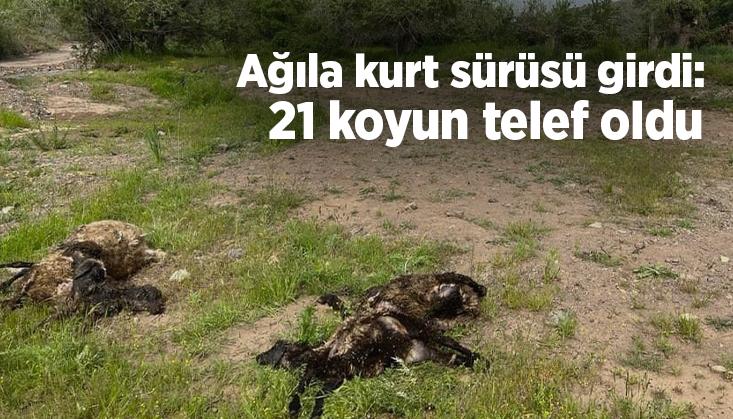 Ağıla Kurt Sürüsü Girdi: 21 Koyun Telef Oldu