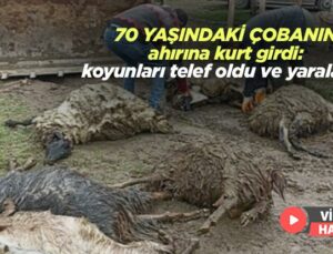 70 Yaşındaki Çobanın Ahırına Kurt Girdi: 6 Koyun Telef Oldu, 7 Koyun Yaralandı