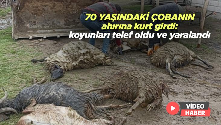 70 Yaşındaki Çobanın Ahırına Kurt Girdi: 6 Koyun Telef Oldu, 7 Koyun Yaralandı