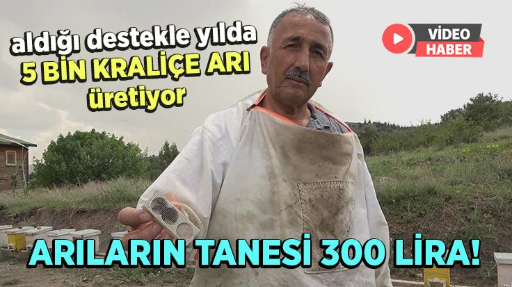 Aldığı Destekle Yılda 5 Bin Kraliçe Arı Üretiyor: Arıların Tanesi 300 Lira!