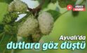 Ayvalı’da dutlara göz düştü