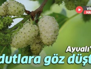 Ayvalı’da Dutlara Göz Düştü