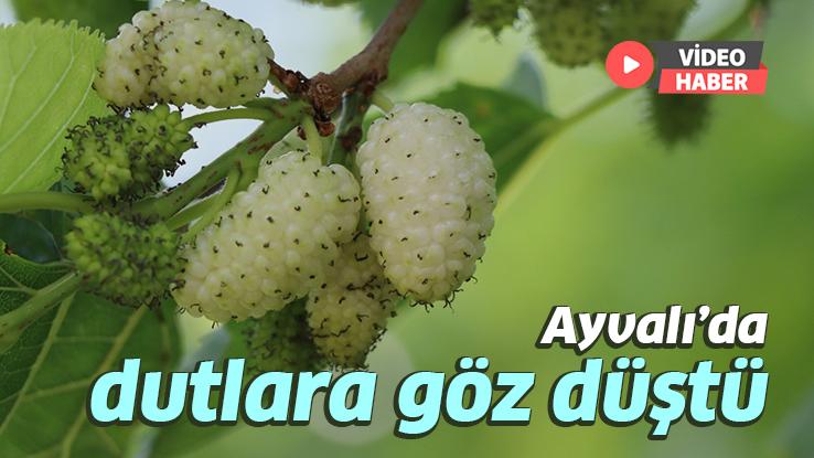 Ayvalı’da Dutlara Göz Düştü