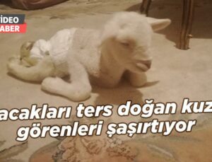 Bacakları Ters Doğan Kuzu Görenleri Şaşırtıyor