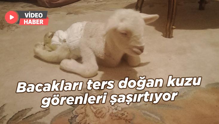 Bacakları Ters Doğan Kuzu Görenleri Şaşırtıyor