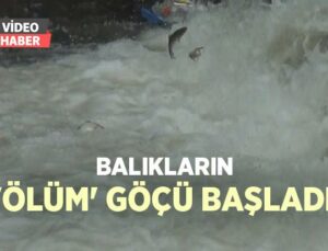 Balıkların ‘Ölüm’ Göçü Başladı