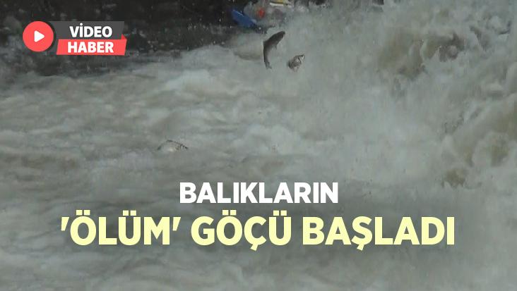 Balıkların ‘Ölüm’ Göçü Başladı