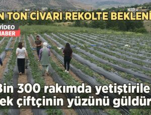 Bin 300 Rakımda Yetiştirilen Çilek Çiftçinin Yüzünü Güldürdü