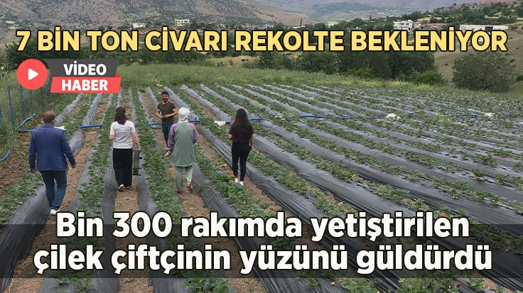 Bin 300 Rakımda Yetiştirilen Çilek Çiftçinin Yüzünü Güldürdü