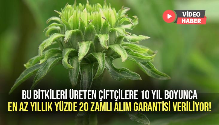 Bu Bitkileri Üreten Çiftçilere 10 Yıl Boyunca En Az Yıllık Yüzde 20 Zamlı Alım Garantisi Veriliyor!