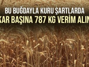 Bu Buğdayla Kuru Şartlar Altında, Dekara 787 Kg Verim Alındı