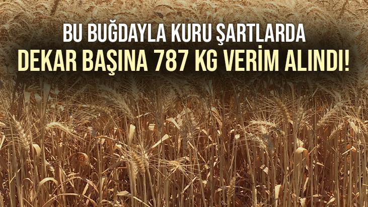 Bu Buğdayla Kuru Şartlar Altında, Dekara 787 Kg Verim Alındı