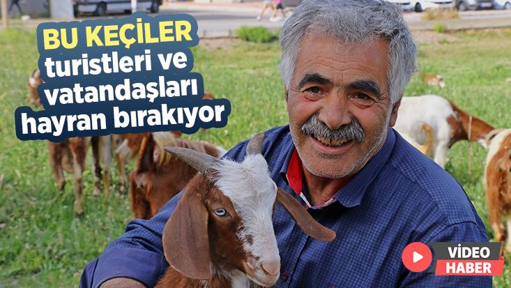 Bu Keçiler Turistleri Ve Vatandaşları Kendilerine Hayran Bırakıyor