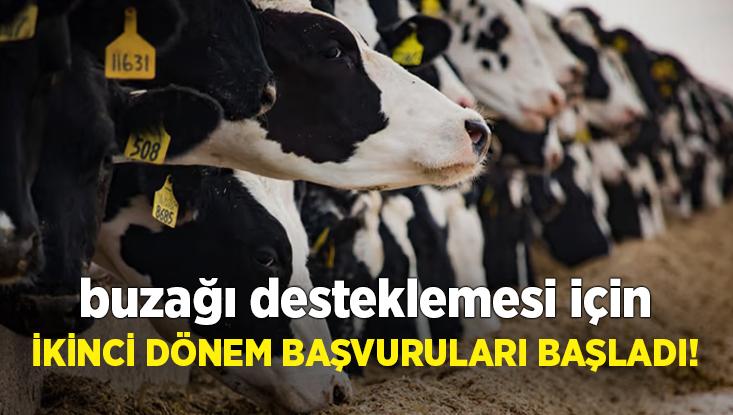 Buzağı Desteklemesi Için Ikinci Dönem Başvuruları Başladı!