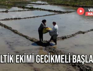 Çeltik Ekimi Gecikmeli Başladı