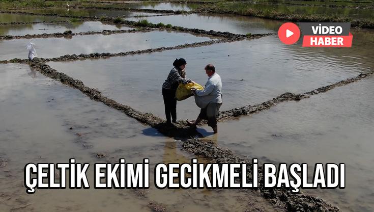 Çeltik Ekimi Gecikmeli Başladı