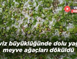 Ceviz Büyüklüğünde Dolu Yağdı Meyve Ağaçları Döküldü