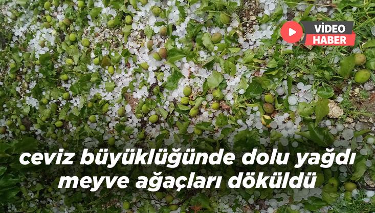 Ceviz Büyüklüğünde Dolu Yağdı Meyve Ağaçları Döküldü