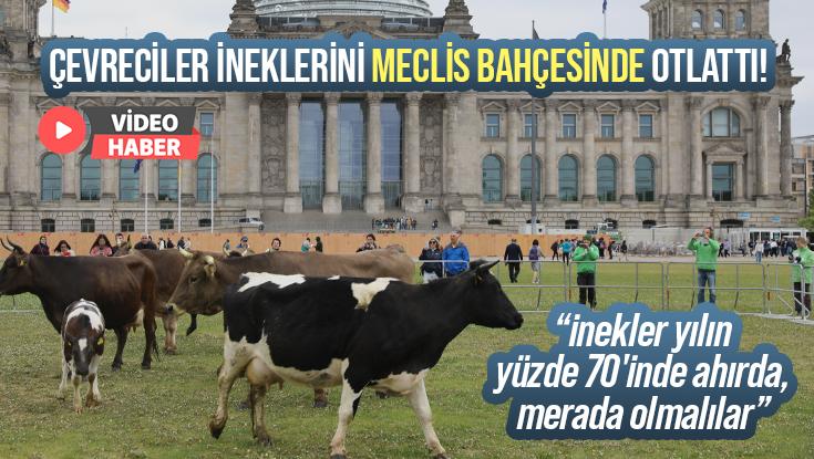 Çevreciler Ineklerini Meclis Bahçesinde Otlattı!