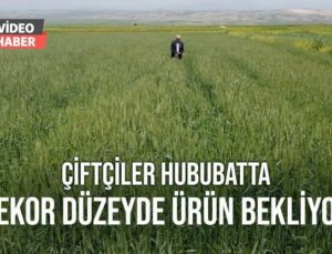 Çiftçiler Hububatta Rekor Düzeyde Ürün Bekliyor