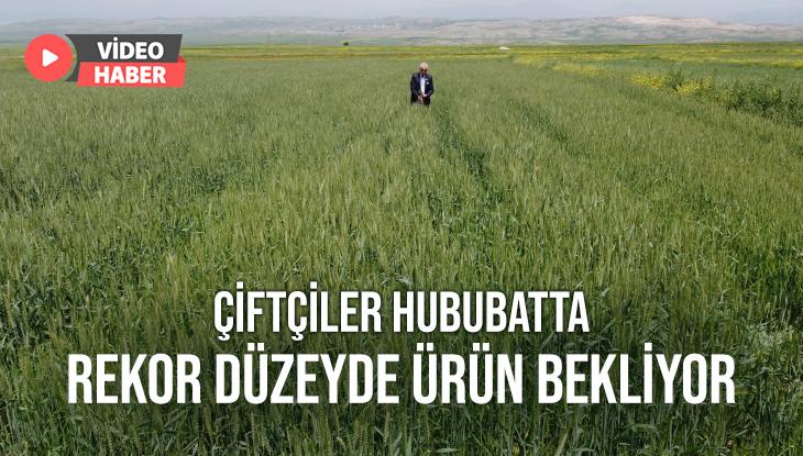 Çiftçiler Hububatta Rekor Düzeyde Ürün Bekliyor