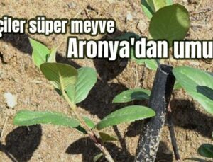 Çiftçiler Süper Meyve Aronya’Dan Umutlu