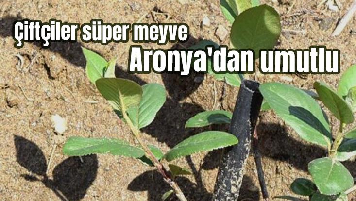 Çiftçiler Süper Meyve Aronya’Dan Umutlu