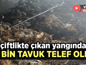 Çiftlikte Çıkan Yangında 10 Bin Tavuk Telef Oldu