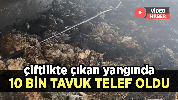 Çiftlikte Çıkan Yangında 10 Bin Tavuk Telef Oldu