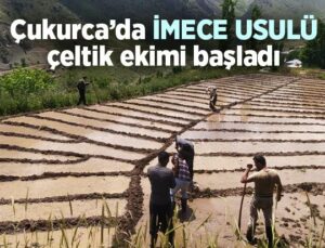 Çukurca’da Imece Usulü Çeltik Ekimi Başladı